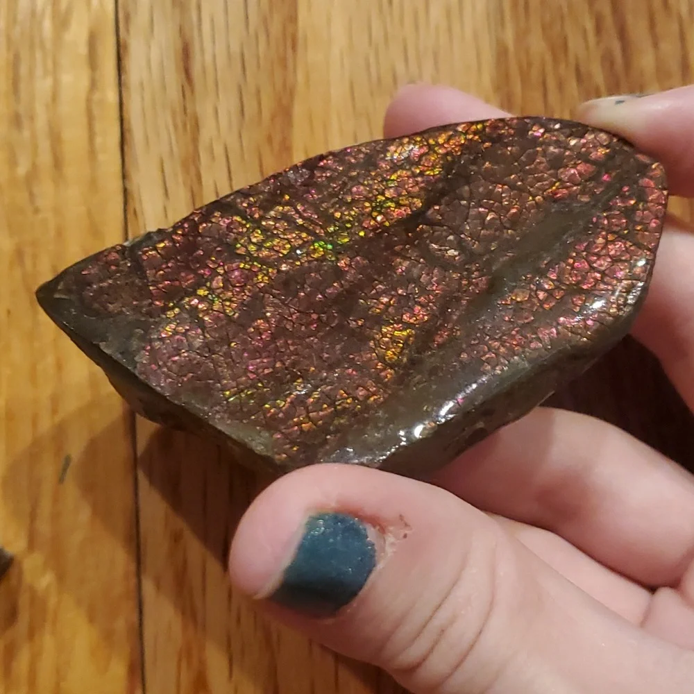 Ammolite fossil lot - Picture 3 of 12